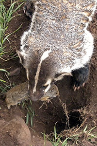 Yellowstone badger with ground squirrel